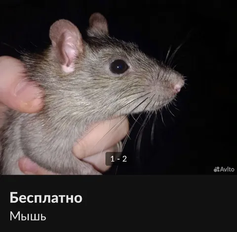 Бесплатная мышь на Avito