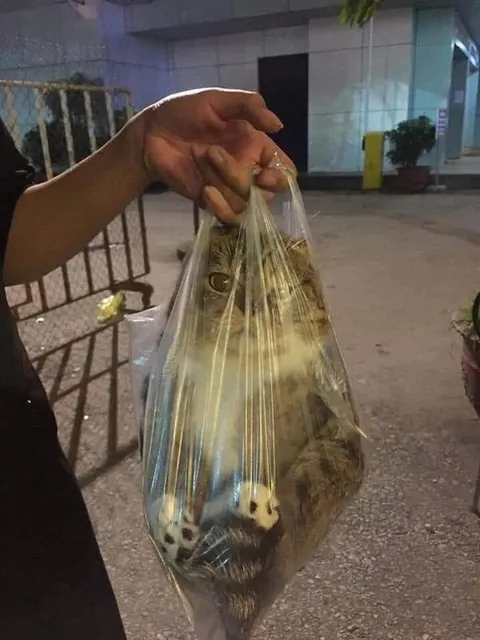 Кот в пакете
