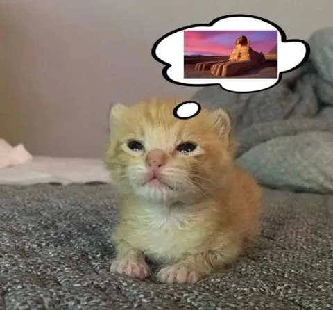 Грустный кот мечтает о пляже