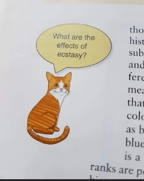 Cat Asks About Ecstasy Effects