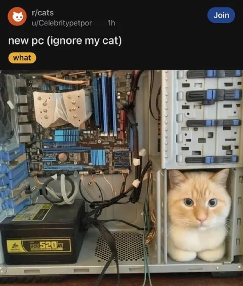 New PC, Ignore My Cat