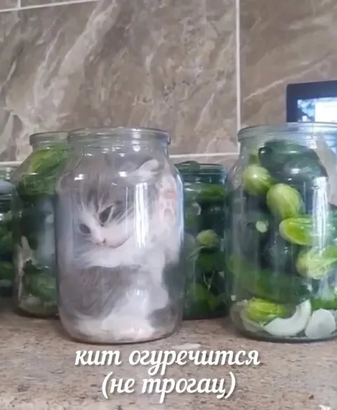 Кот огуречится, не трогай