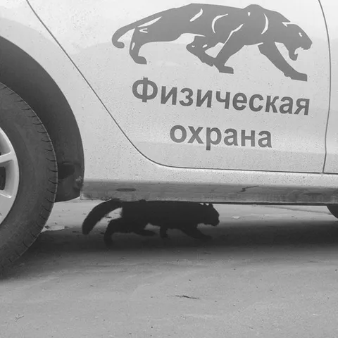 Физическая охрана под машиной