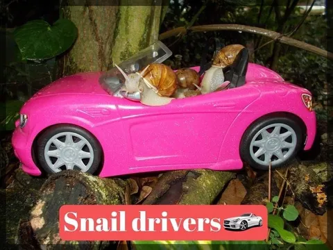 Snail Drivers in a Pink Car