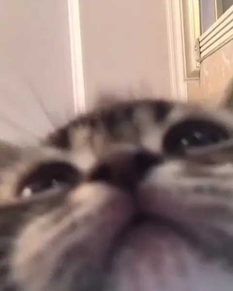 Кот кайфует под музыку