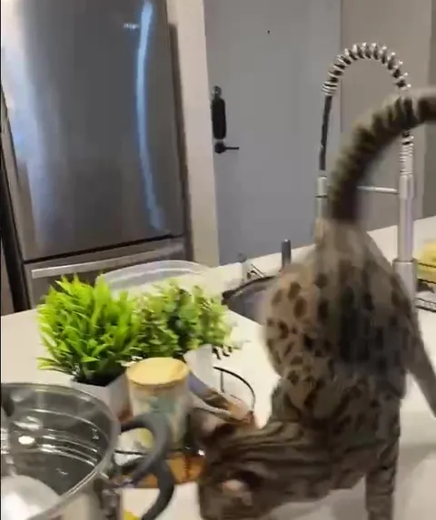 Кот ворует кукурузу