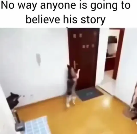 Cat Opens the Door for His Story