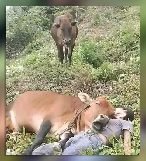 Корова улеглась на человека