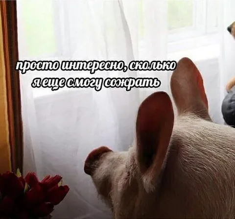 Сколько я еще смогу сожрать