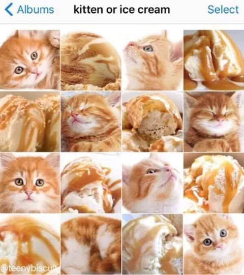 Kitten or Ice Cream