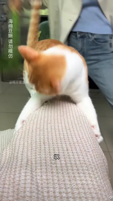 猫咪跟着节奏疯狂踩奶