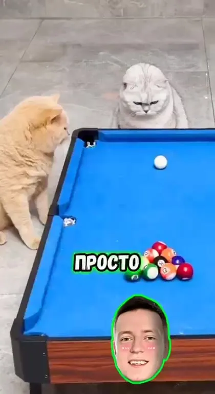 Кот сыграл последний шар