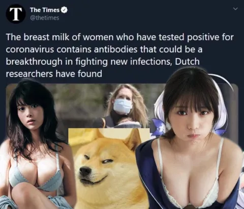 Coronavirus Antibodies and Shiba Inu