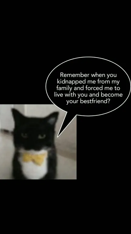 Kidnapped Cat Becomes Best Friend
