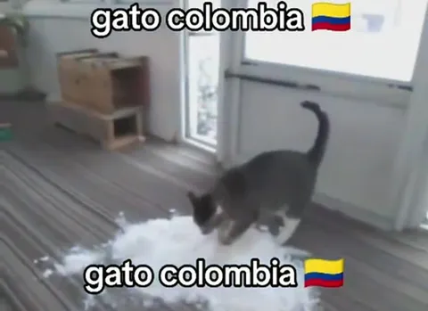 Gato Colombia en la nieve