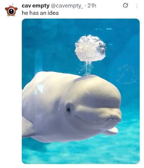 Beluga Has an Idea