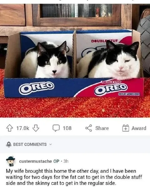 Cats In The Oreo Box