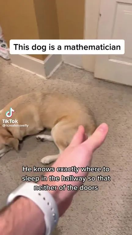 The Pythagorean Dog