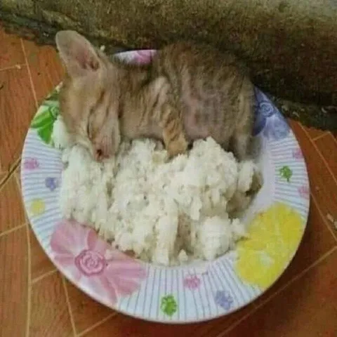 Кот на тарелке с рисом