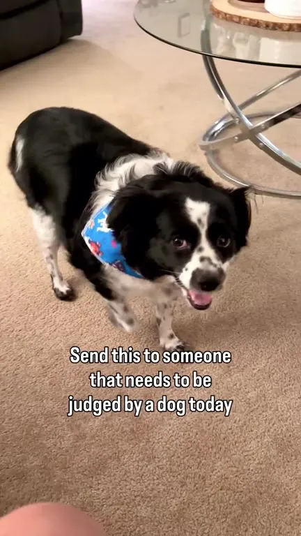 Dog Judges You Today