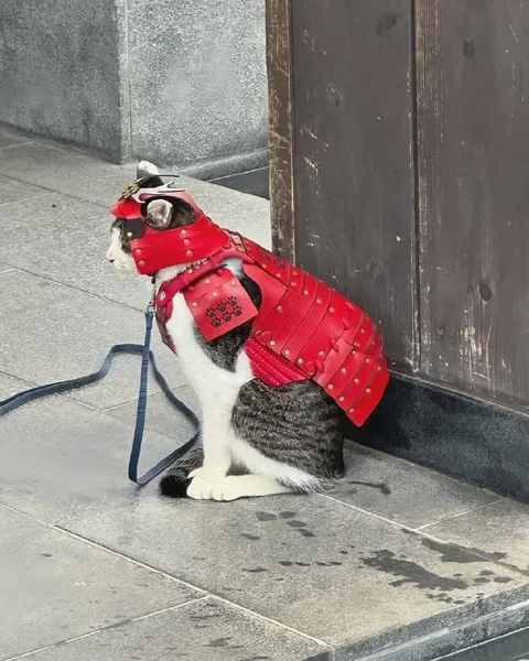 Кот в самурайских доспехах