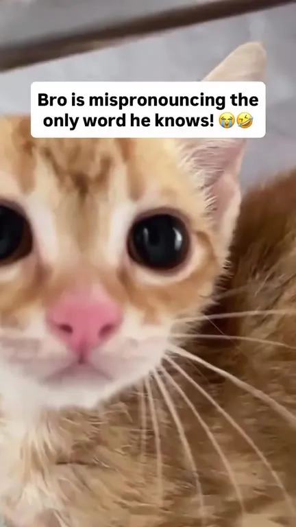 Cat Mispronounces His Only Word