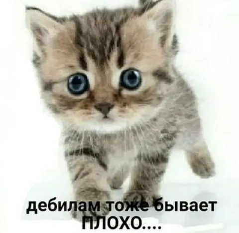 Котику тоже бывает плохо