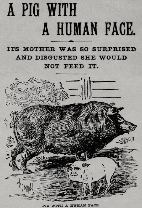 Pig With a Human Face