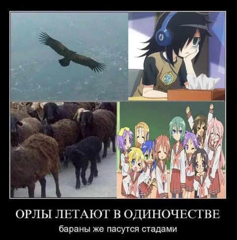 Орлы летают в одиночестве