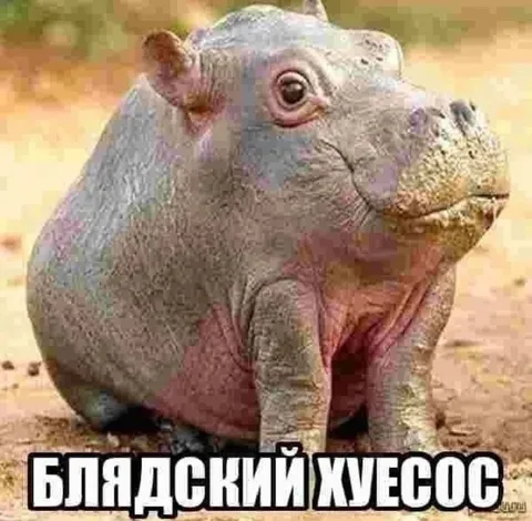 Блядский хуенос