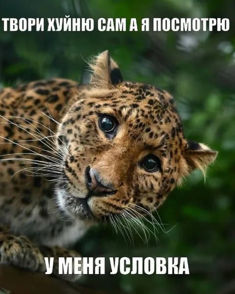 Твори хуйню сам, а я посмотрю