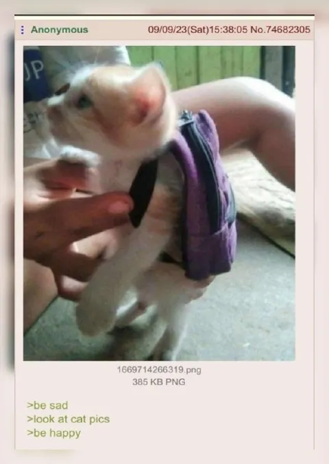 Be Sad, Look at Cat Pics
