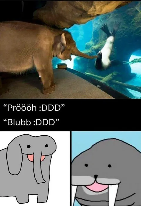 Elefant und Robbe unter Wasser