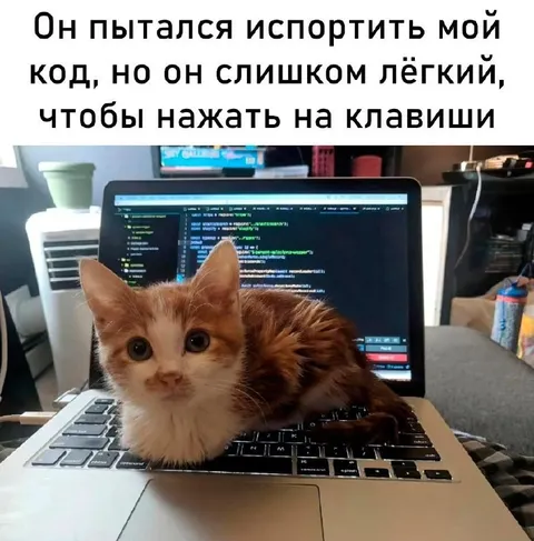 Кот слишком лёгкий для клавиш