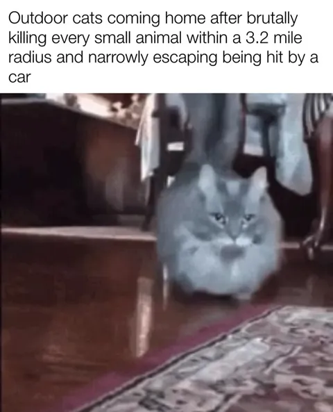 Outdoor Cat Comes Home Guilty