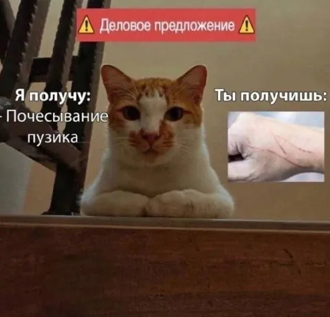 Деловое предложение от кота