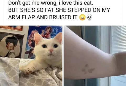 Fat Cat Bruised My Arm
