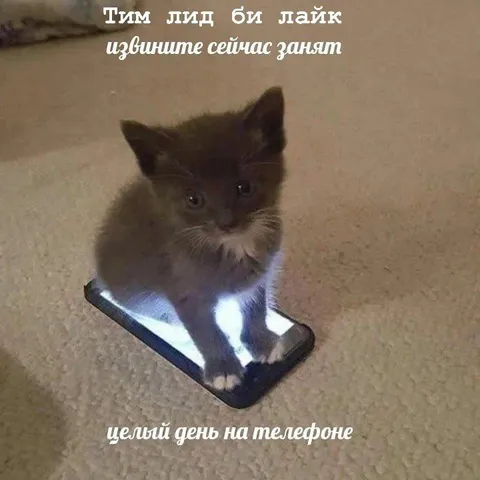 Котёнок целый день в телефоне
