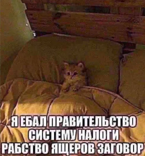 Кот против правительства и налогов