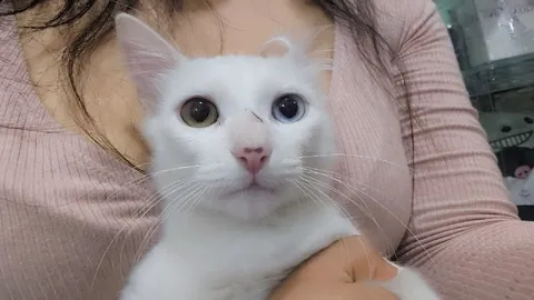 Белый кот с удивлённым взглядом