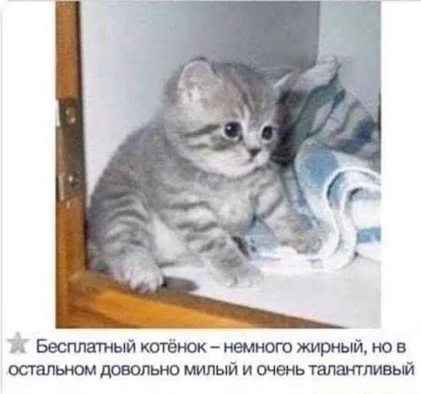 Бесплатный котёнок с талантами