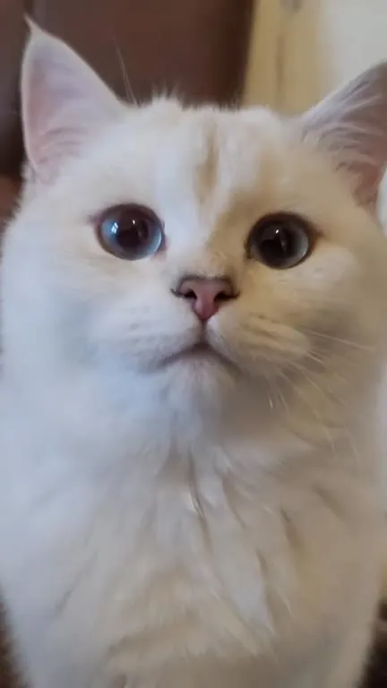 Коты и чёрный юмор