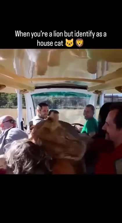 Lion Identifies as a House Cat