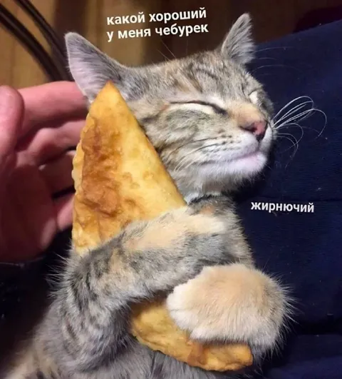 Кот с жирнющим чебуреком