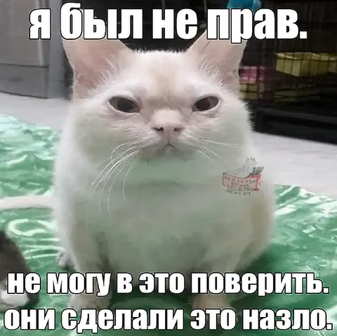 Белый кот признаёт ошибку