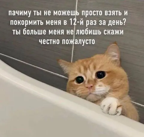 Кот просит покормить снова
