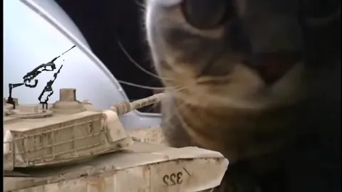 Танк стреляет в невозмутимого кота