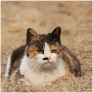 Кошка в недоумении