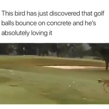 Goose Discovers Bouncing Golf Balls