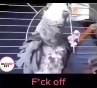 Rude Parrot Insulting Another Bird
